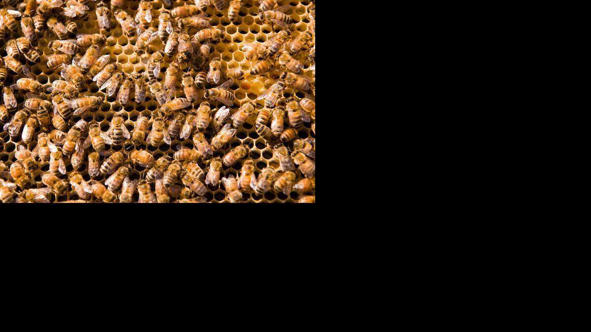
Barry Olmstead, 48, is a beekeeper from Elk Grove and with his son, Joshua, started the Save the Bee Foundationa and want to apply for a grant of up to $10 million to study Colony Collapse Disorder, which is killing off the bees. He's happy that Congress included $150 million in the stimulus bill for beekeepers and notes that a third of the world's produce is pollinated by bees. 
