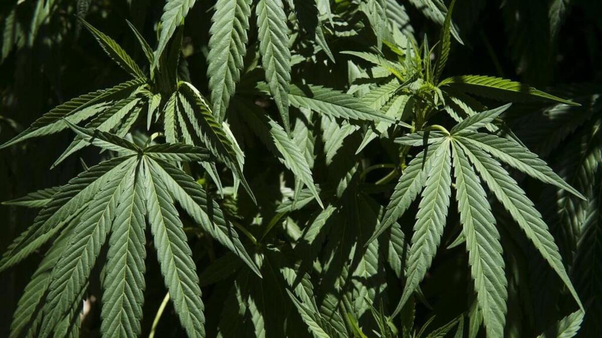Marijuana plants grow on the hillside property of grower Duane McCall, 62, near Willow Creek on July 29, 2015, in Mendocino County.