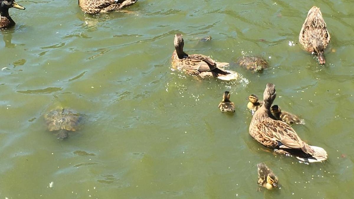 Turtles and ducks compete for space in the McKinley Park pond in Sacramento. City officials and volunteers will remove the turtles as they prepare to clean and rehab the pond.
