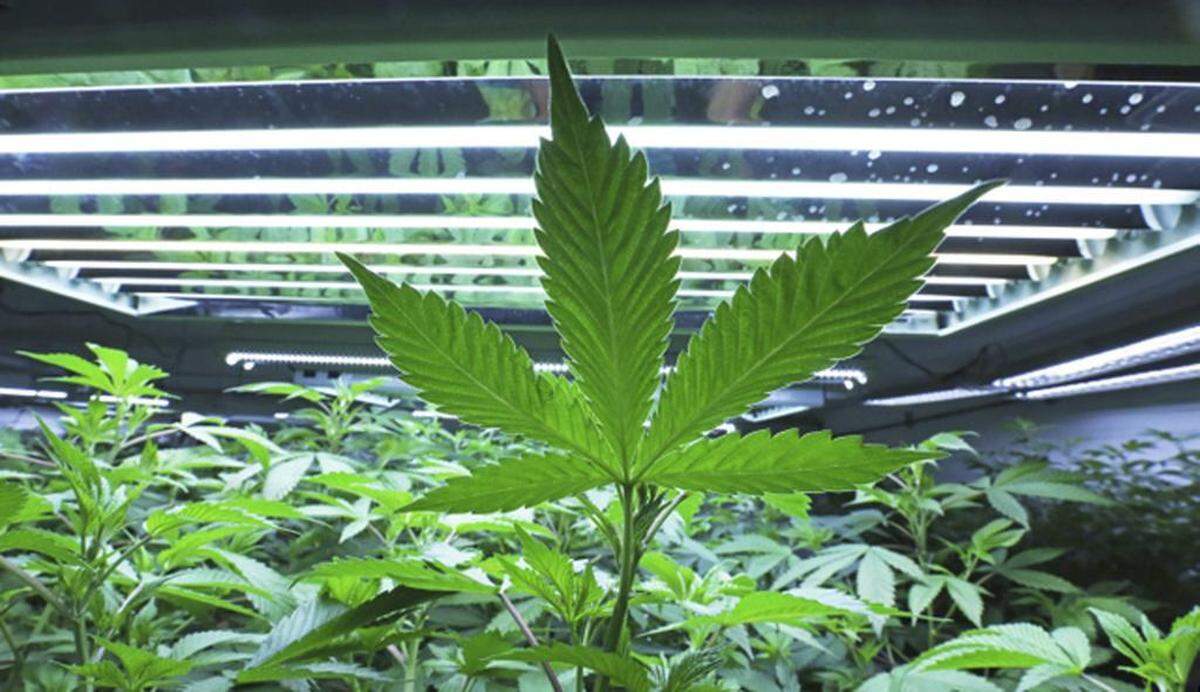 A marijuana leaf in the vegetative room at a cannabis cultivation company.