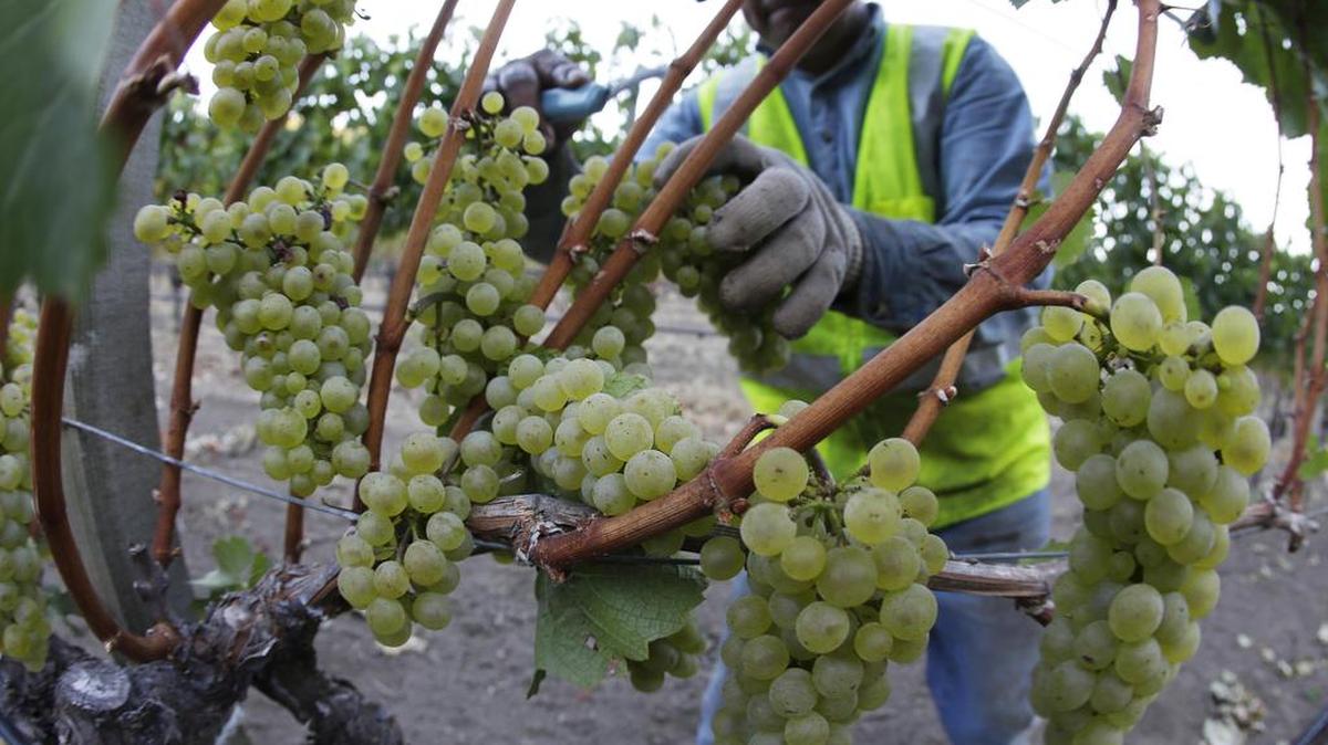 An Assembly vote Thursday will determine if farmworkers are to be paid overtime, consistent with other laborers in California. AB 1066, approved Monday in the Senate, would require overtime after working eight hours a day or 40 hours a week. Big agriculture interests have lined up against the bill.