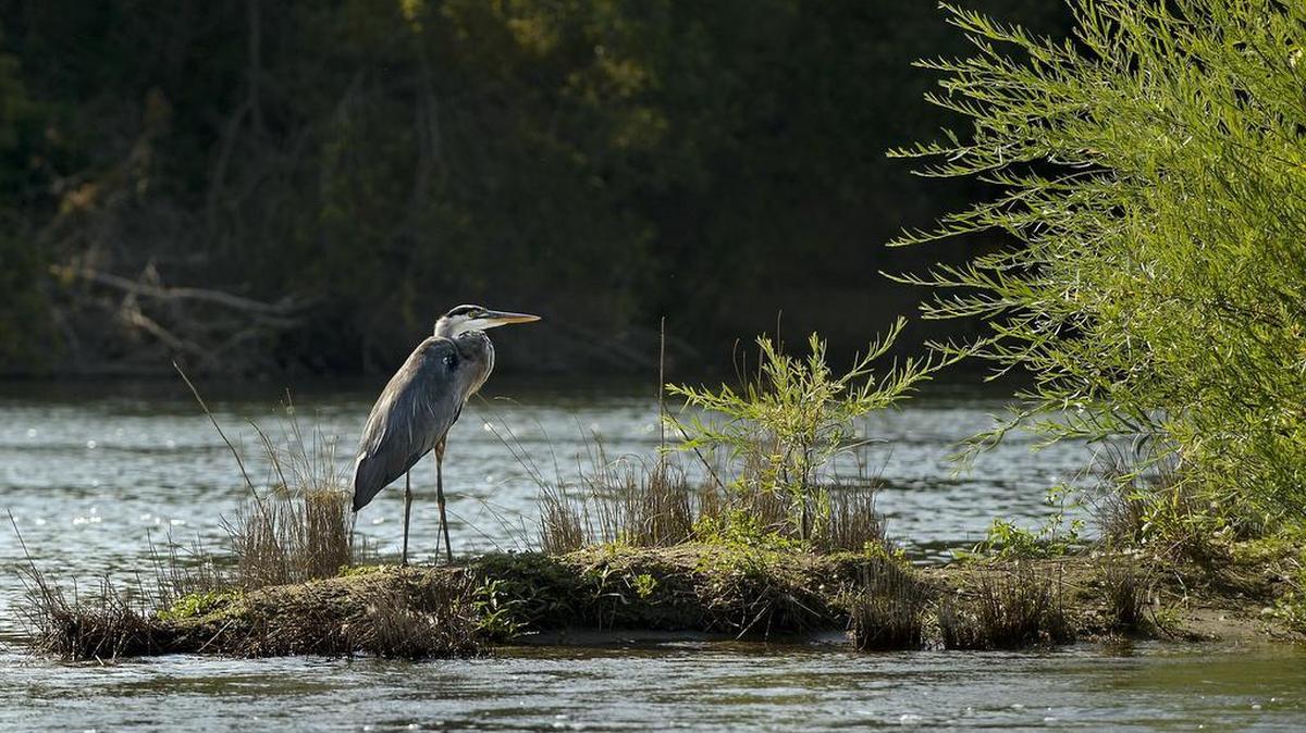 A great blue heron inhabits the shore of the American River in 2017. According to the Associated Press, a snowy owl was spotted in Southern California on Tuesday afternoon. While not in Sacramento, the only place in North America you should see a snowy owl is northern Canada, according to the National Audubon Society.