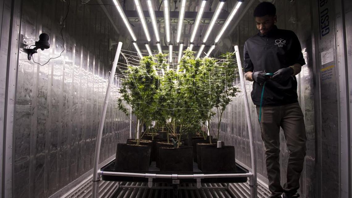 Dar Azimi tends to his marijuana plants in a retrofitted shipping container on Friday in Sacramento. Azimi and his father are owners of Ohana Gardens Collective, a medical cannabis cultivation and delivery business that uses technology to grow the plants in retrofitted shipping containers.