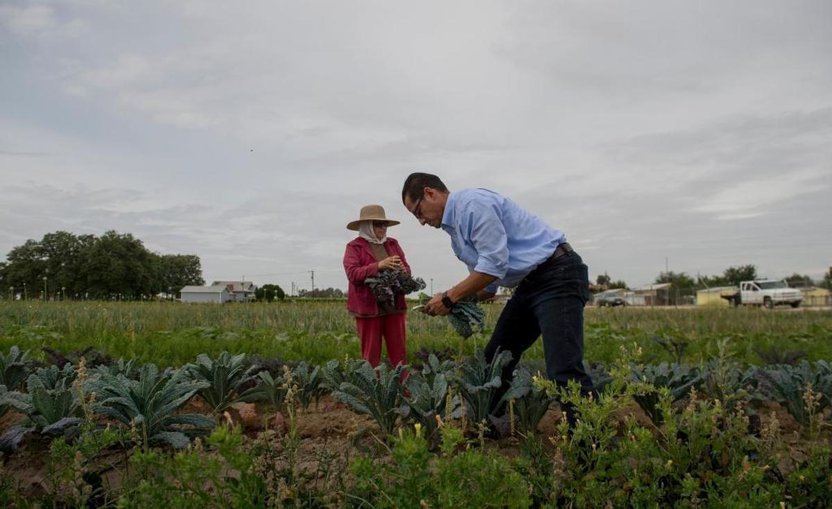 The new Sacramento City Unified superintendent Jorge Aguilar picks kale with his mother Maria Elena Aguilar on the family's 20-acre farm in Kingsburg, Calif., on May 16, 2017.