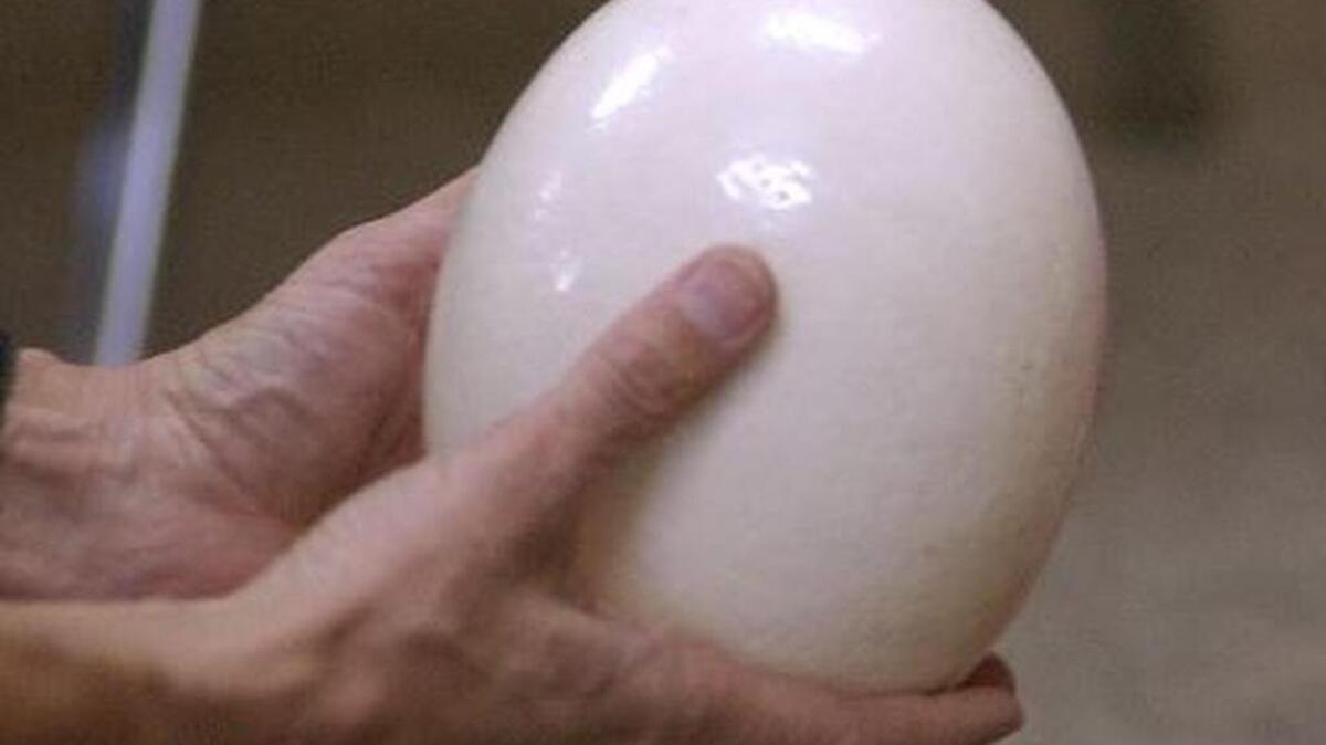 An ostrich egg.