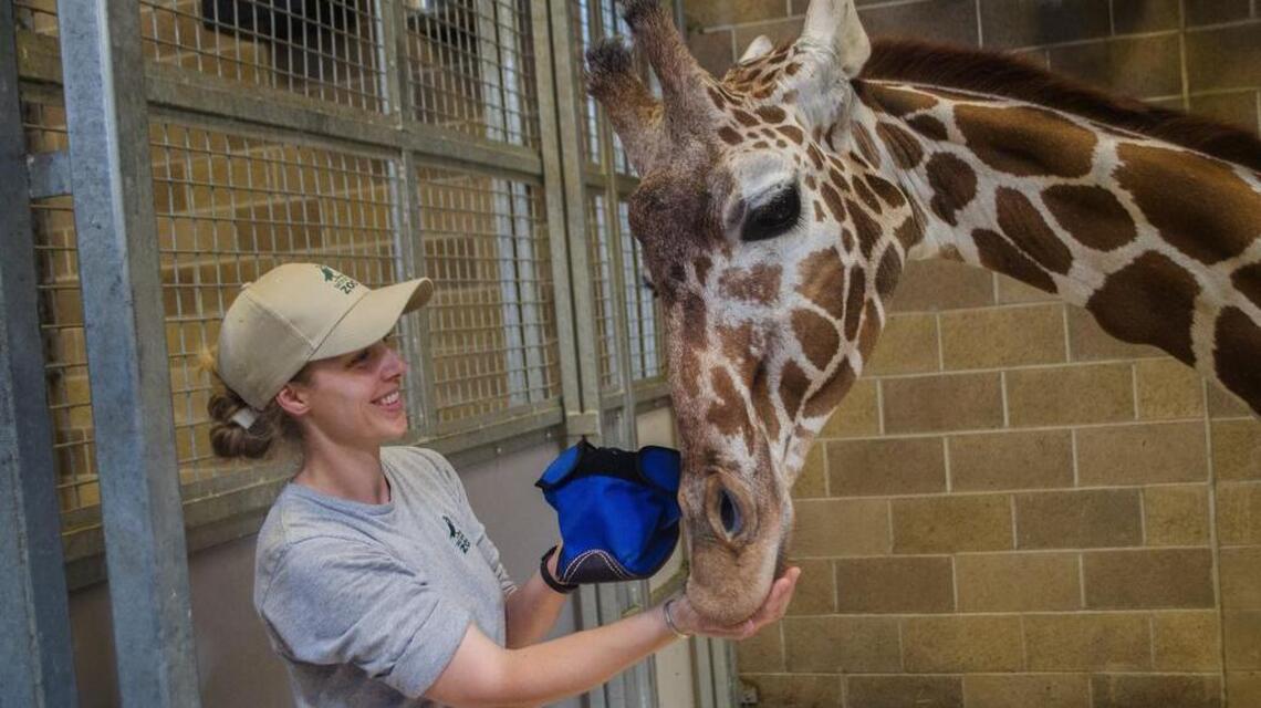 Sacramento Zoo is looking for its new home. These three neighborhoods lead the pack