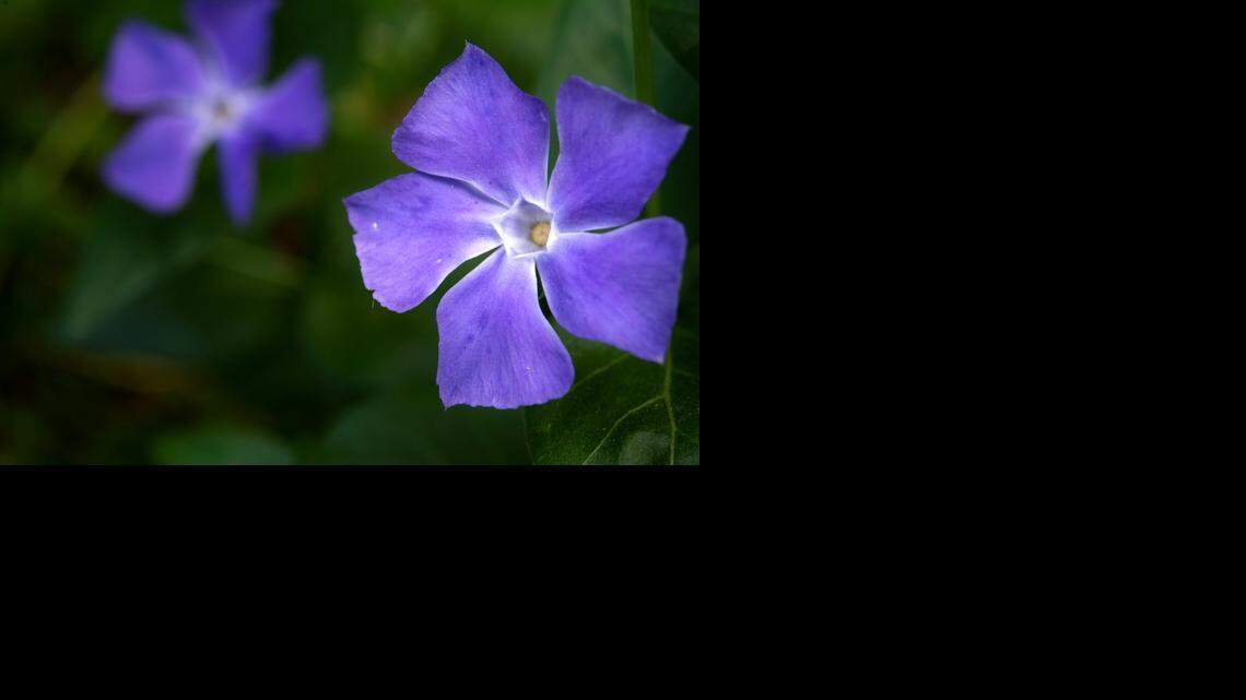 Is your garden made in the shade? Here are tips for growing under Northwest evergreens