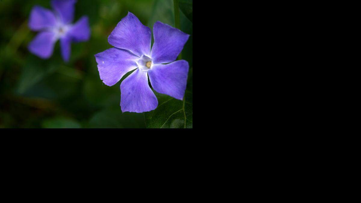 Vinca minor, commonly known as periwinkle, is among the native plants that can provide yearlong color in the dry shade of a Western Washington garden.