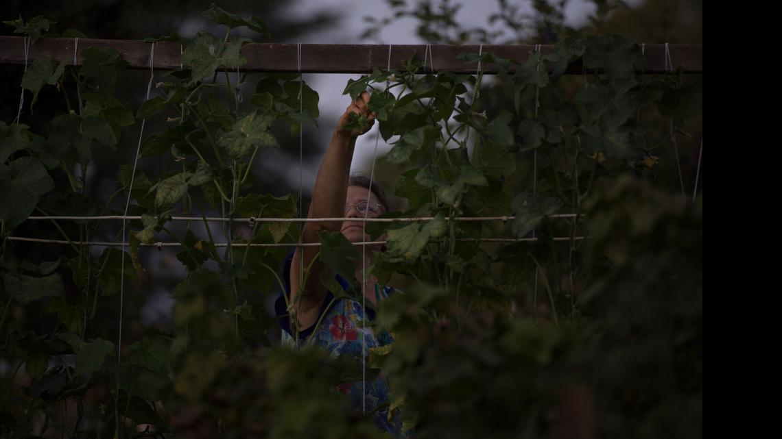 
Nadiya Zakharchuk tends her garden plot in South Natomas on July 14. Residents of a Mutual Housing California complex have farmed an area surrounding power lines illegally for years. Zakharchuk said that she began tending the garden 10 years ago, a couple years after moving to Sacramento to flee religious persecution in her native Ukraine.
