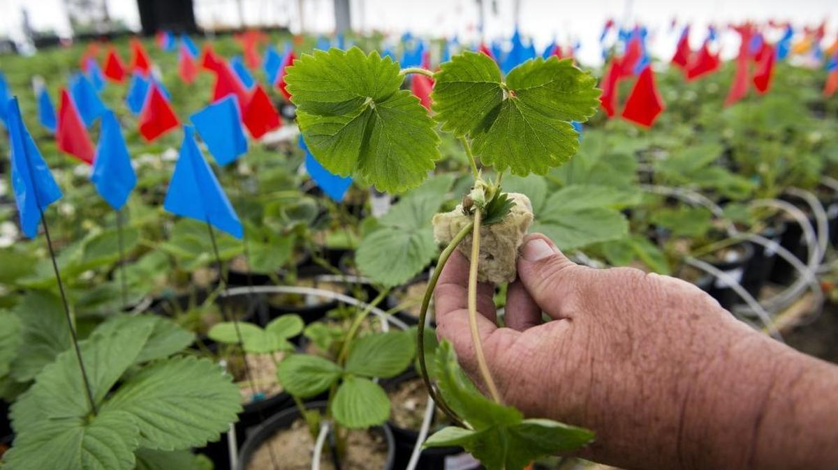 Strawberry plants grown in this UC Davis greenhouse are at the center of a multimillion-dollar lawsuit in federal court in San Francisco. A jury sided with the university in a case brought by two of its former plant breeders, who have been seeking the right to breed the plants at their private company.