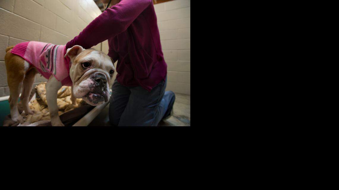 Registered veterinary technician Brittany LeCompte examines a dog with respiratory problems at the SPCA facility in Sacramento on Thursday. At 23, LeCompte has been volunteering or working in shelters for eight years.