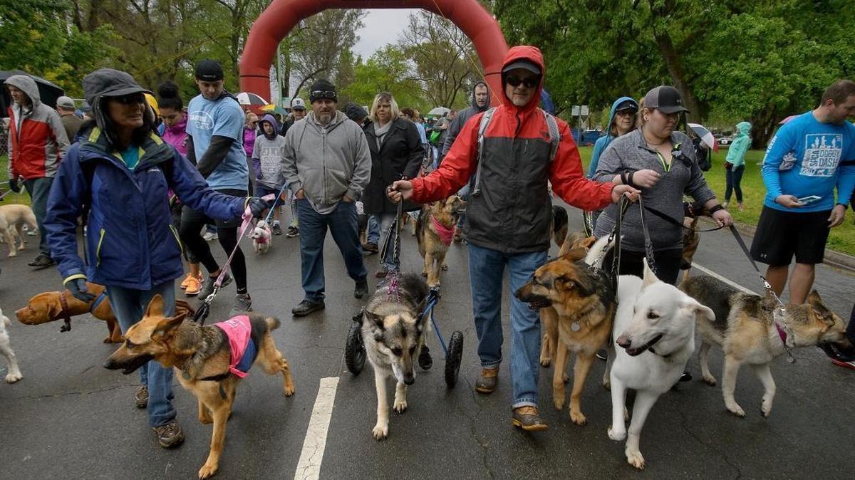Dogs and their owners walking the course during the 2017 Sacramento SPCA Doggy Dash at William Land Park. The Doggy Dash returns this Earth Day weekend.