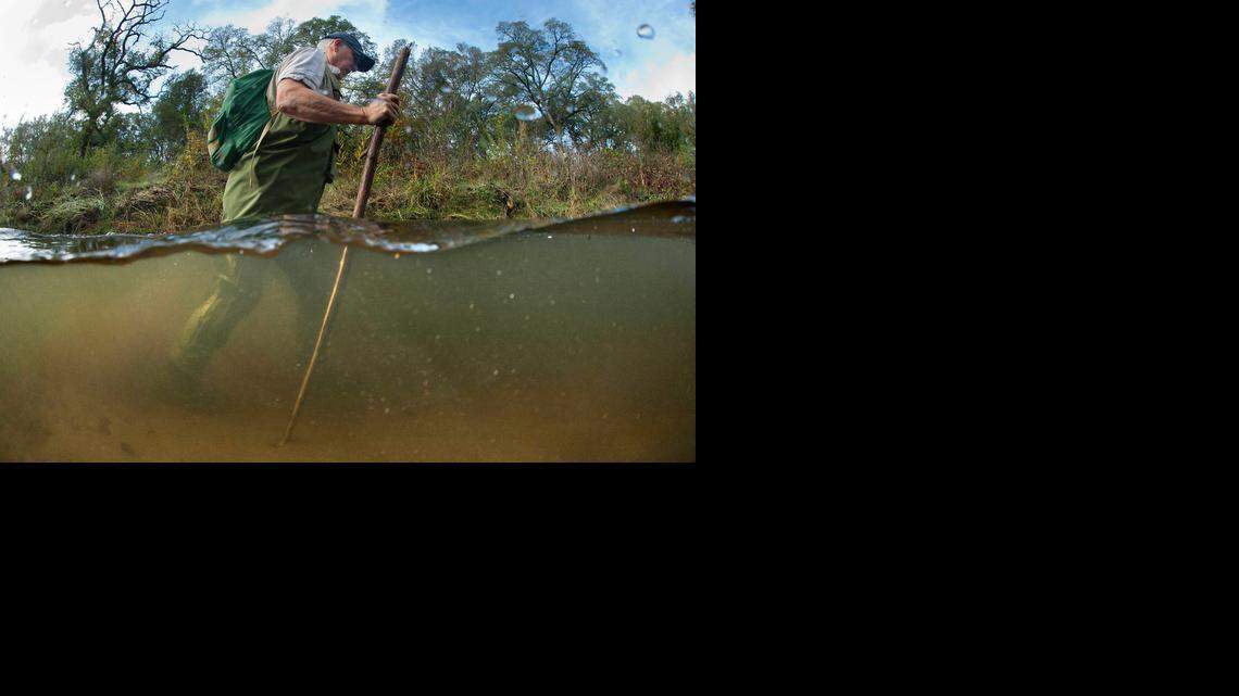 
Gregg Bates, executive director of the Dry Creek Conservancy, surveys the creek on Friday to count salmon that have swum upstream to spawn in Roseville. 
