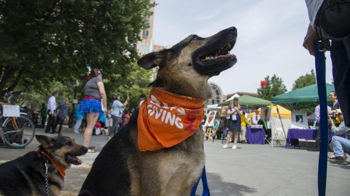 Nellie, center, a 5-year-old German shepherd who has a terminal illness and was adopted by the German Shepherd Rescue of Northern California along with Echo, left, a 4-year-old German shepherd who was rescued with broken back legs in a ditch in Yolo County, take in the smells and sights at The Sacramento region’s Big Day of Giving on May 3 at Cesar Chavez Park.