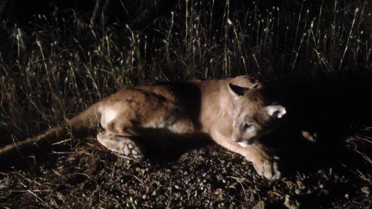 Not all mountain lions are in rural locations such as Cool where one of the predators recently killed a pony. This cougar was captured in Sacramento. On June 22, 2014 it was released on Bureau of Land Management property about 25 miles east of the Sacramento.
