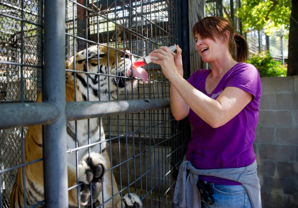 Zookeeper, Amy Van der Molen gives one of the tigers a treat, Wednesday, Oct. 2, 2013, at the Folsom City Zoo Sanctuary. The city of Folsom’s latest budget provides money for a new “learning center” barn at the zoo.