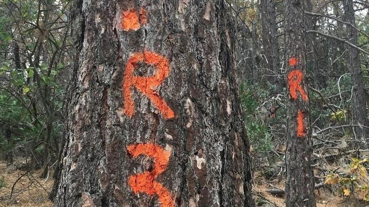 The state is marking dead trees near mountain highways for removal as a safety precaution.
