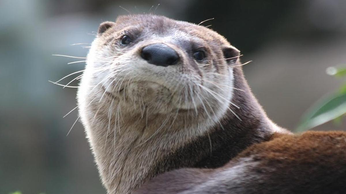 Percy, the North American river otter whose charming personality has endeared him to Sacramento Zoo visitors and staff for 17 years, died Thursday.