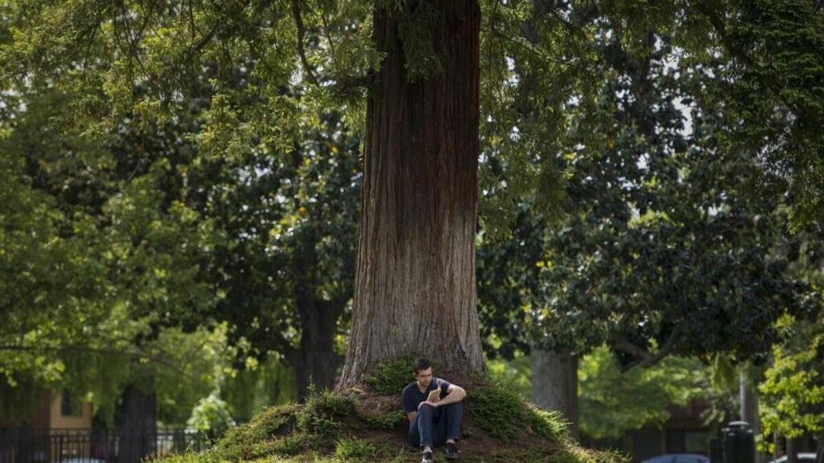American River College student Joel Swastek finds a comfortable place under a tree to read Oscar Wilde's “Picture of Dorian Gray” at Fremont Park in Sacramento in April.