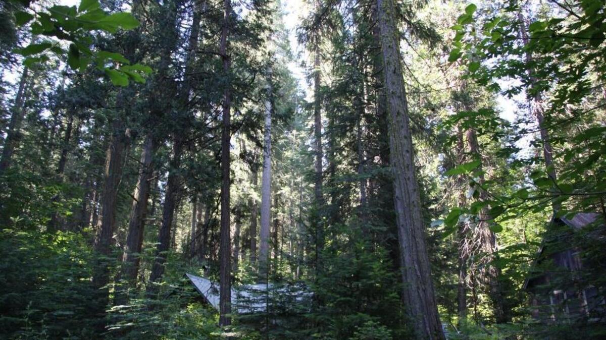 Trees as old as 350 classrooms and student cabins at UC’s Meadow Valley Forestry Camp, now celebrating 100 years.