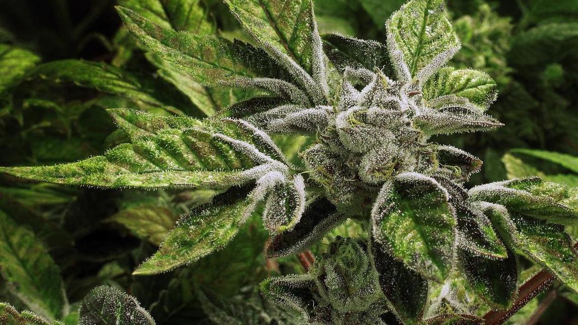 Sacramento’s push toward marijuana industrialization is expected to culminate in a plan to be voted on by the City Council in November.