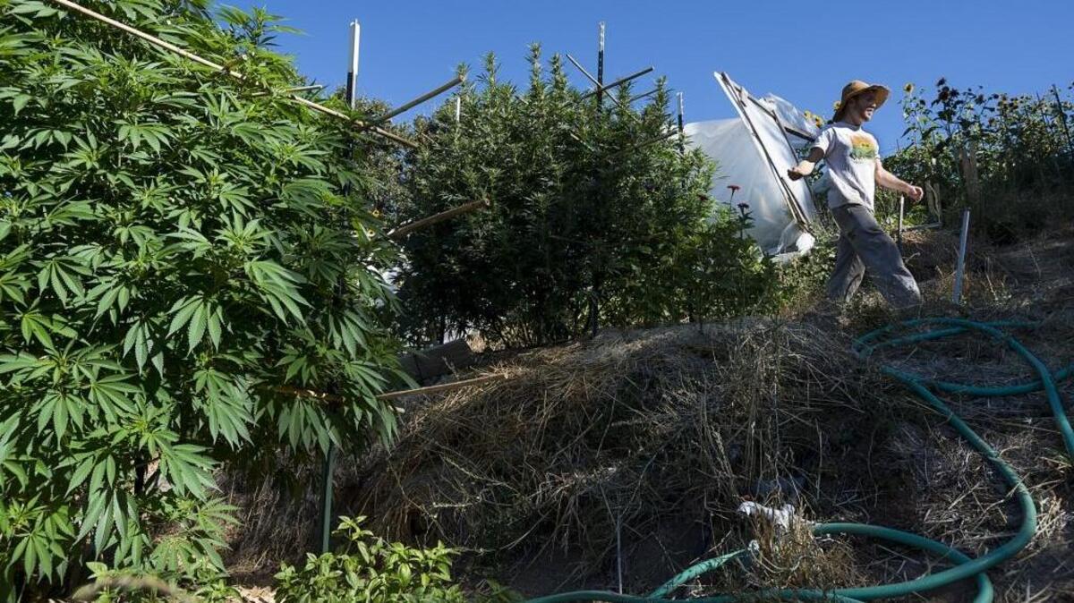 
Casey O'Neill, 32, who runs Happy Day Farms near Laytonville growing organic produce and marijuana, uses water gathered from rain runoff fed into a holding pond to irrigate his plants on July 28, 2015, in Mendocino County, Calif.
