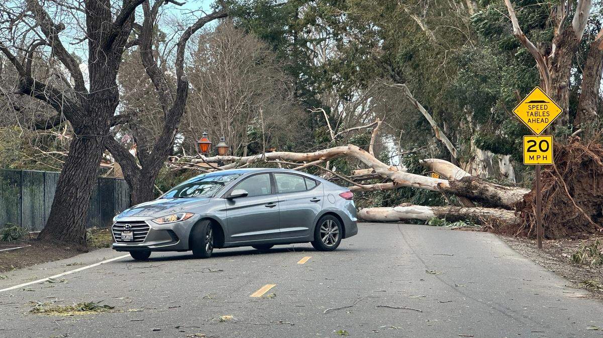 A tree downed by high winds blocks Morse Avenue at Marconi Avenue in Arden Arcade. Stormy weather caused thousands of power outages throughout the Sacramento region on Sunday, Febrary 4, 2024.