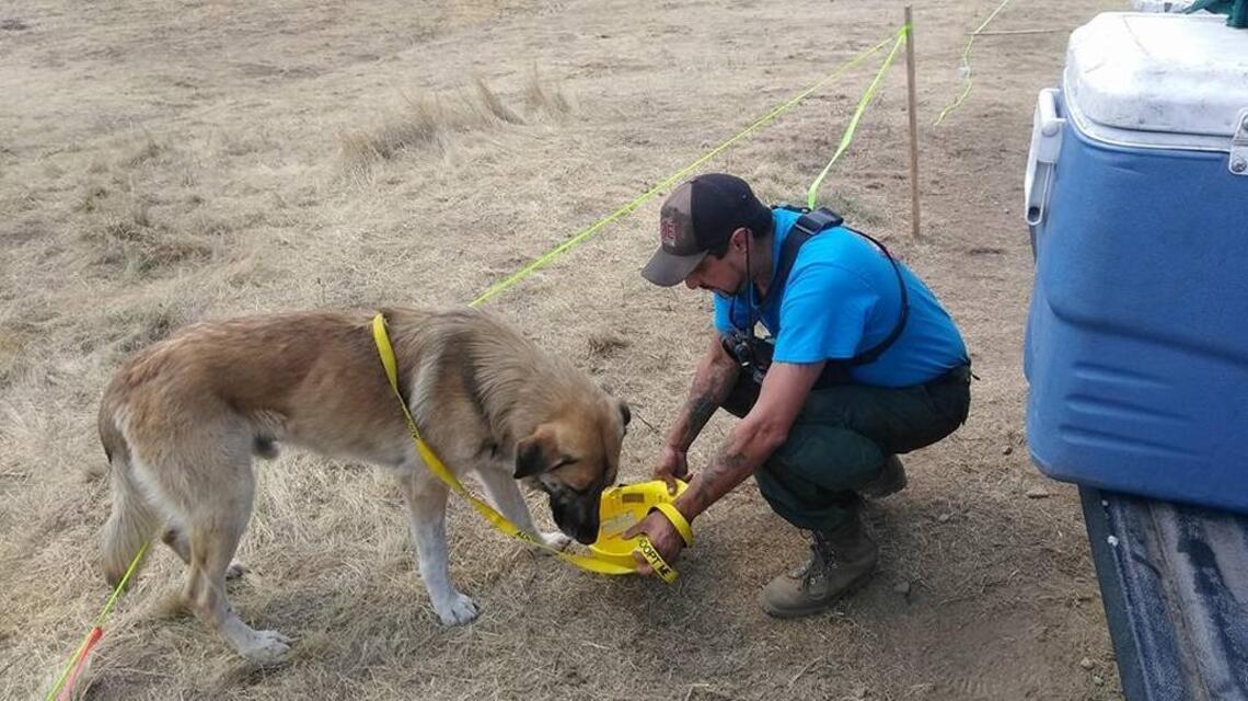 Fighting the Minerva fire, he ‘fell in love’ with a big dog named Bear