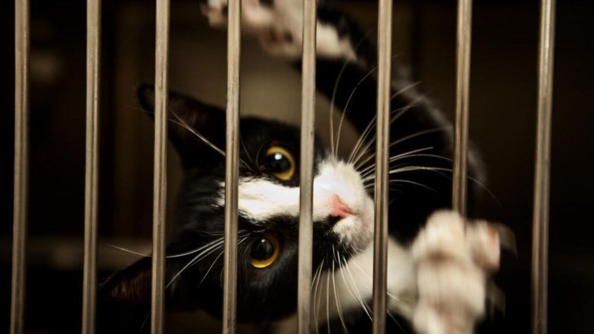 A cat at the Sacramento County Animal Care Facility, November 17, 2010.