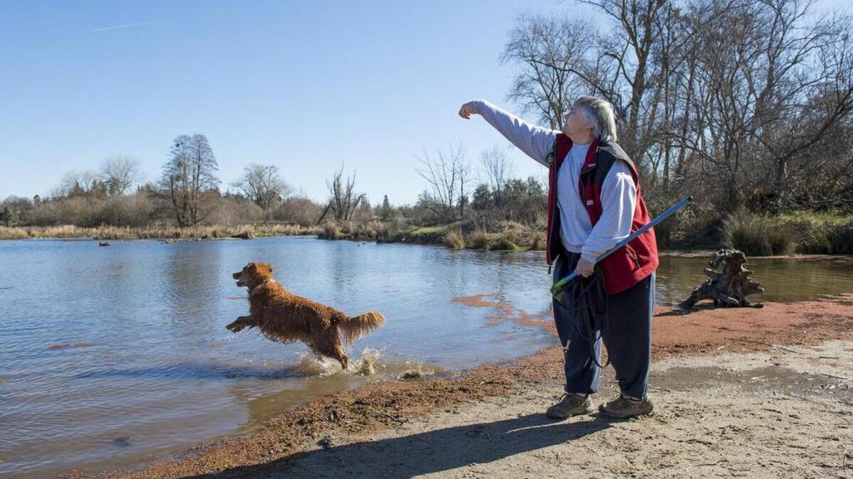 Carmichael resident Catherine Smart throws the ball for her eight-year old golden retriever, Sammy, at the William Pond Recreation Area on Monday January 25, 2016 in Carmichael.