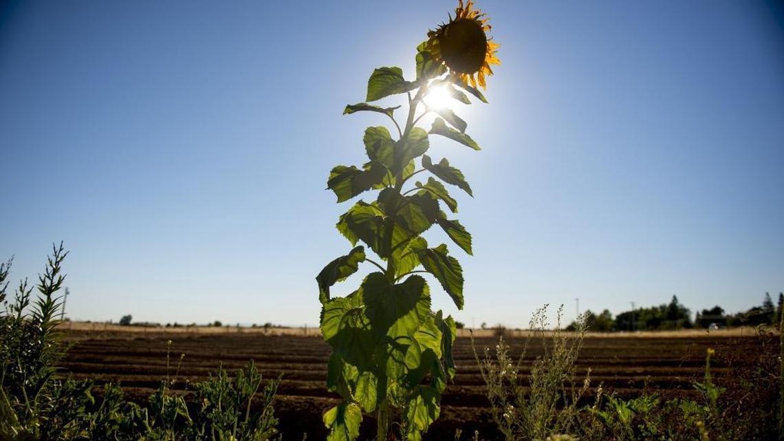 A lone sunflower grows near a freshly turned soil on the S-T Strawberry farm located on Jackson Road. Sacramento County plans to urbanize the area in the future.