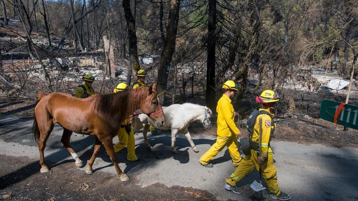 
Nehemiah White, right, and Selena Craine of Lake County Animal Care and Control lead a pony and quarter horse found roaming Thursday in Anderson Springs. They were assisted by a Cal Fire crew from Riverside. The Valley fire that sped through Middletown and other parts of rural Lake County has continued to burn since Saturday despite a massive firefighting effort.
