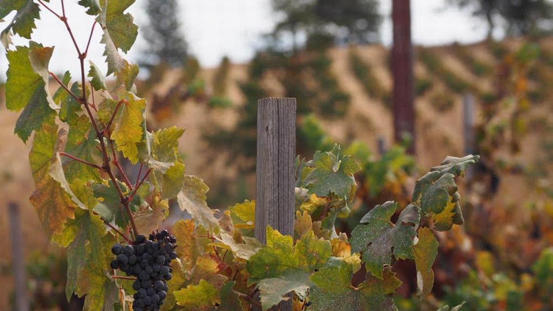Zinfandel awaiting harvest at LaRocca Vineyards outside Forest Ranch, Butte County.