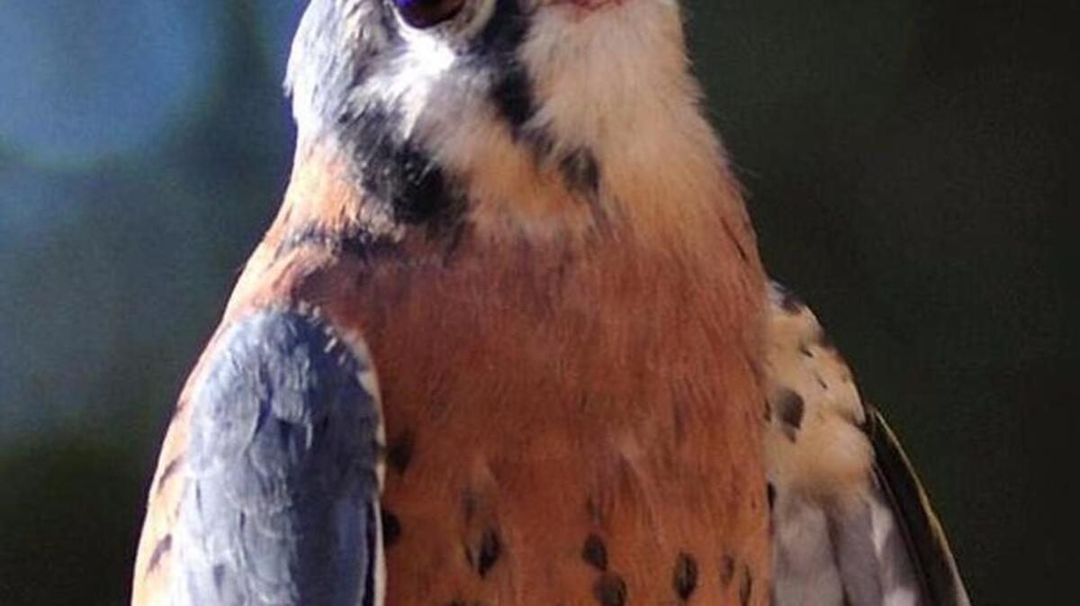 Rocky, an American kestrel, was an animal ambassador at the Effie Yeaw Nature Center the past 15 years.