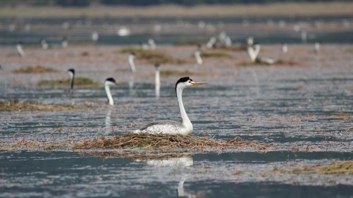 Clark's grebes at Lake Almanor sit on eggs in floating nests built in shallow waters anchored by pond weeds. Maintaining water levels is critical during the 23 days they need to hatch their chicks.
