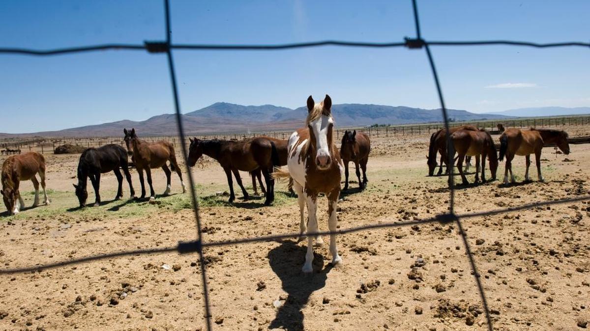 Wild mustangs that have been rounded up from BLM land wait in a temporary corrals in Litchfield near Susanville in 2010.
