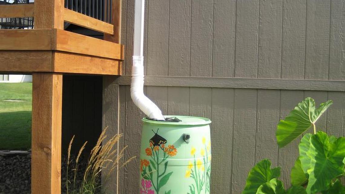 A decorated rain barrel is connected to a downspout in a backyard, where it will capture rainwater for watering garden beds. Rain barrel usage is on the rise around the country, according to gardening and conservation experts.