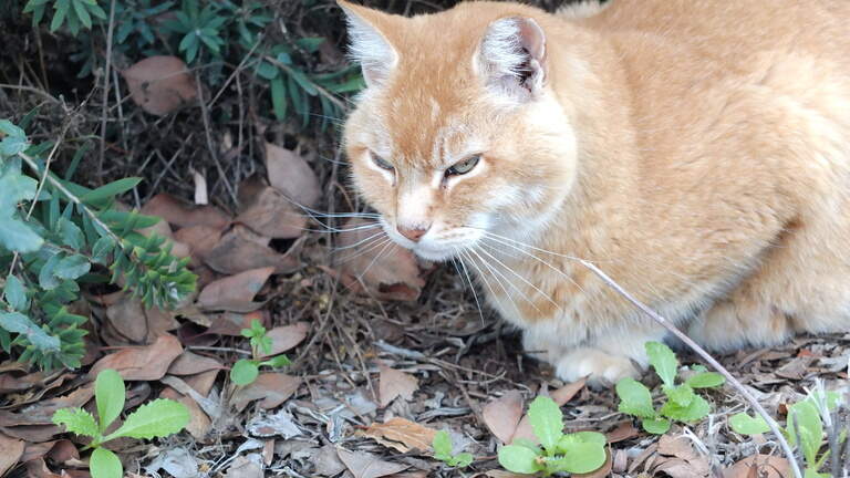 Fundraiser for UC Davis cat, Cheeto, raises $16,600 for care after health scare