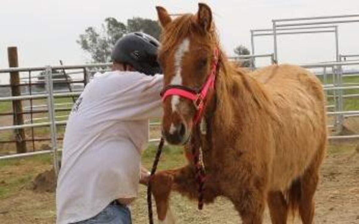 
Wild horses halter-gentled by inmates at the Rio Cosumnes Correctional Facility in Elk Grove will be among horses and burros offered for adoption.
