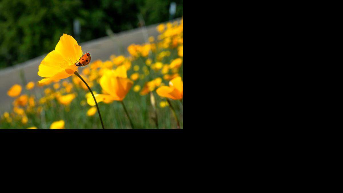 A ladybug, a member of the <italic>Coccinellidae </italic>family of beetles, strolls along the edge of a Mexican poppy <137,2015/03/19,Sohl/c Nancy1>on Bayne Road<137> in Coloma on Thursday, the last day of winter.