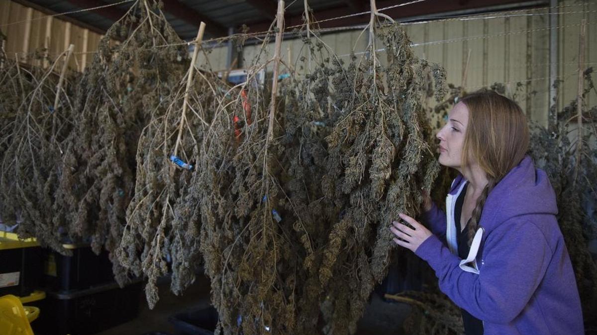 Jessica Harvey, 29, smells her fragrant fubar strain marijuana plant inside her barn on Tuesday in Rumsey. Capay Valley is the hot spot for legal marijuana farming in the region, with 30 farms lining Highway 16 in the northwest corner of Yolo County.
