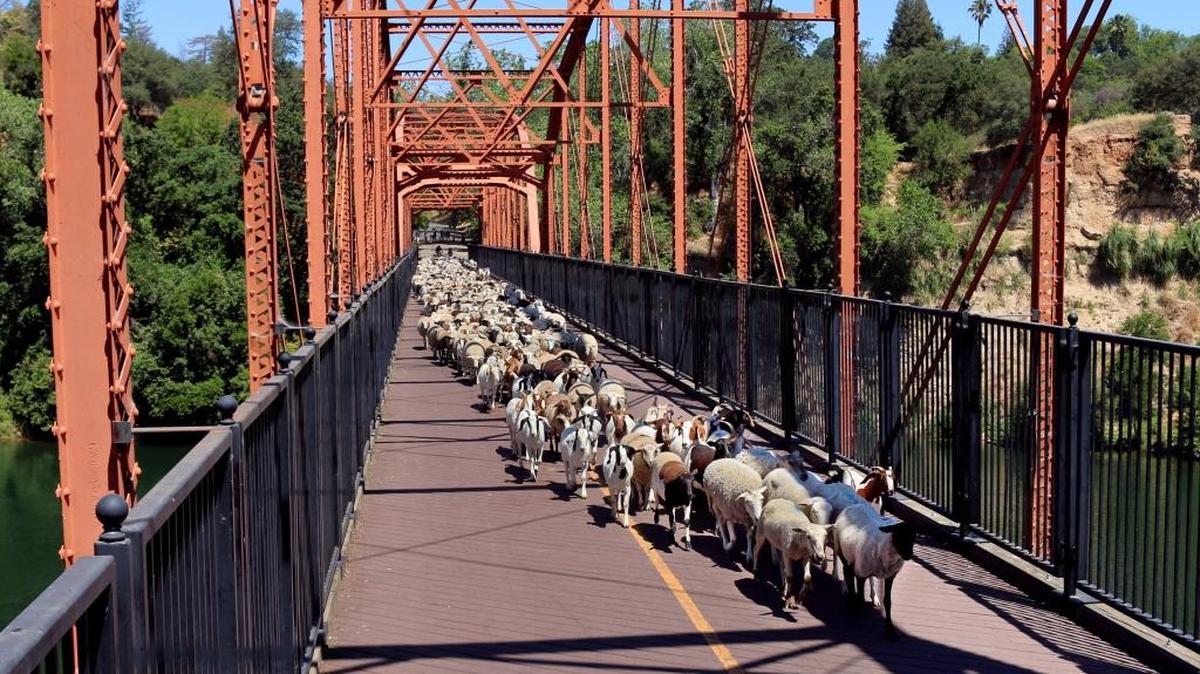 Sheep and goats from Steve Gregory’s Lincoln-based herd cross over the Fair Oaks Bridge en route to the south bank of the American River where they began grazing and clearing brush on Wednesday.