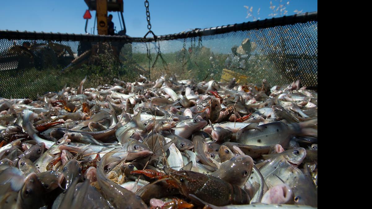
Experts say less water and rising temperatures may mean less sturgeon or trout and more catfish, like these fingerling catfish at The Fishery.
