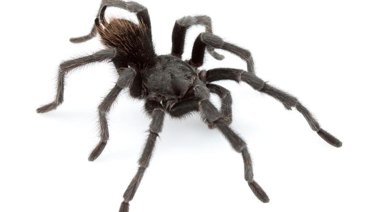 An adult male of Aphonopelma johnnycashi, a new tarantula species named for Johnny Cash. “Males are generally all black, which fits Johnny Cash’s persona,” a researcher says.