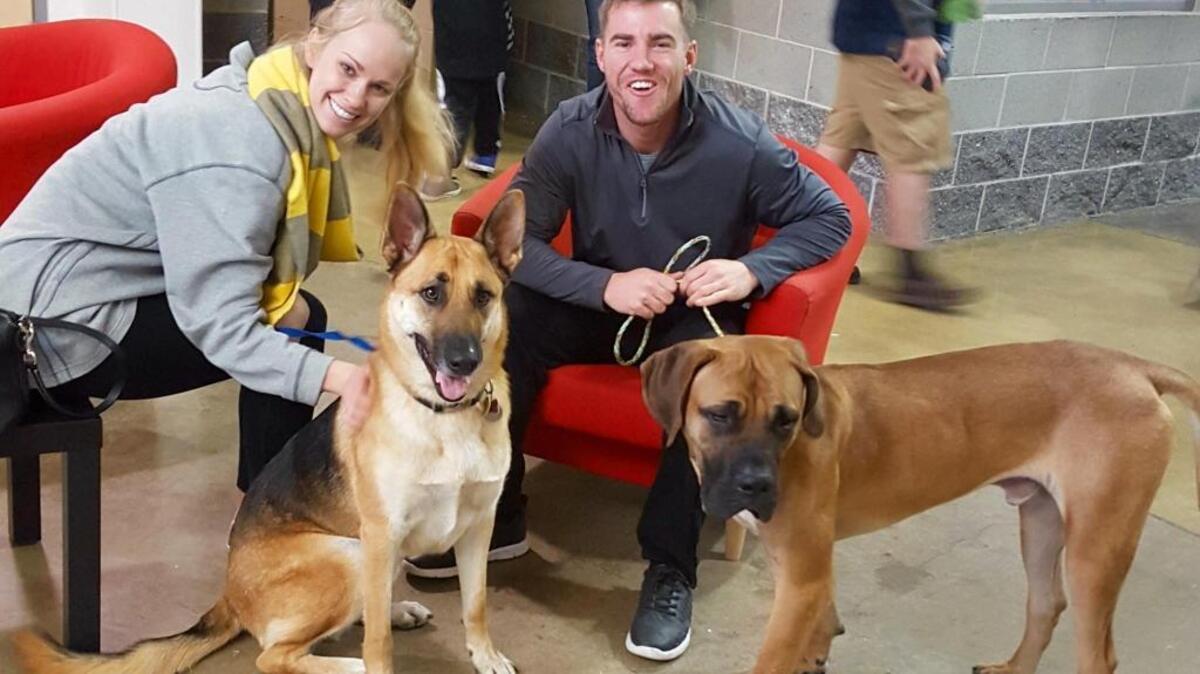 Bart, right, a mastiff-hound mix now known as Chance, is shown with his new family: Taylor Johnson, Drake Ussery and German shepherd Jake.