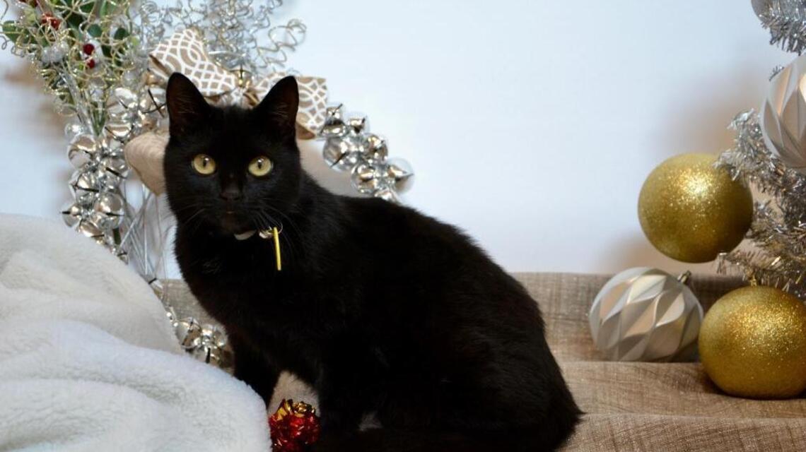 Sac SPCA’s Black FURday special aims to find ‘mini panthers’ homes