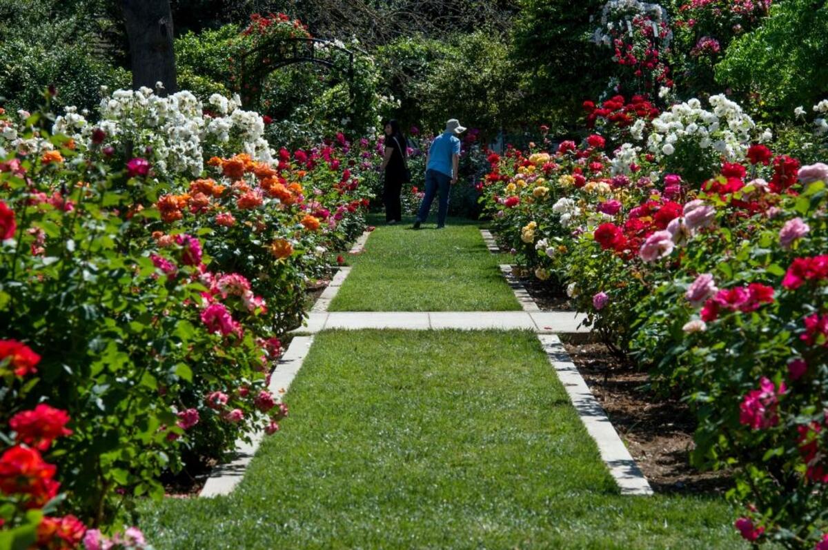 The McKinley Rose Garden, seen here in 2016, in Sacramento.