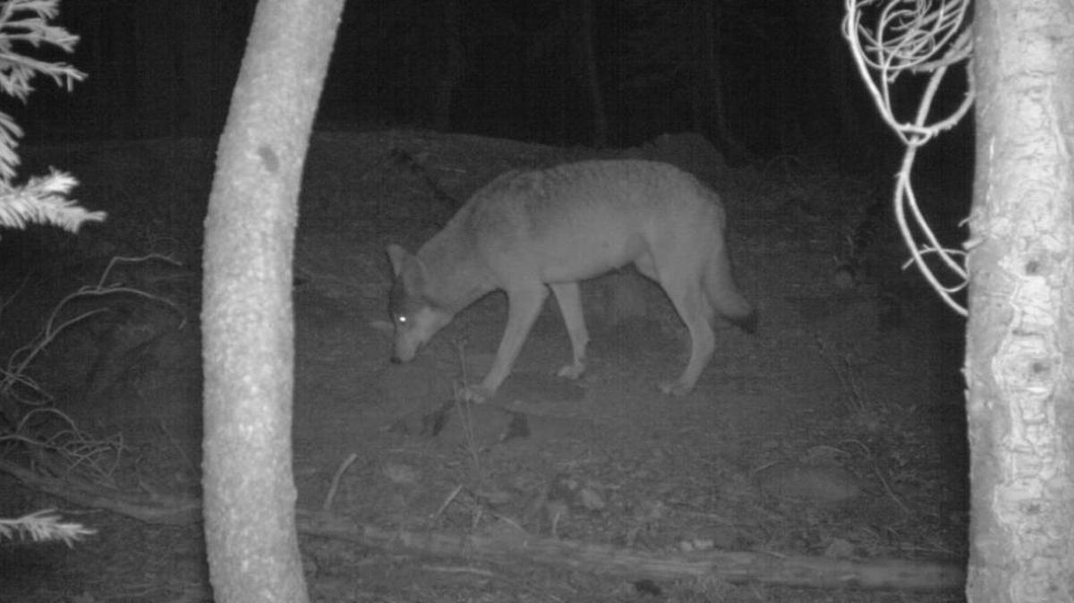 A remote trail camera captured this image of one of two gray wolves believed to be living in Lassen County.