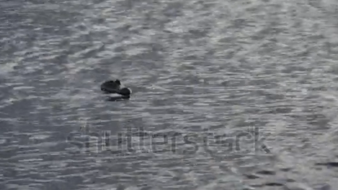 A Shutterstock video surfaced over the weekend with images identical to the viral shot posted to Facebook by Elk Grove resident Karen Keeslar last Thursday. Keeslar's post, captioned "I think an alligator is swimming in the lake in my neighborhood park,” appears to have been deleted as of Monday morning