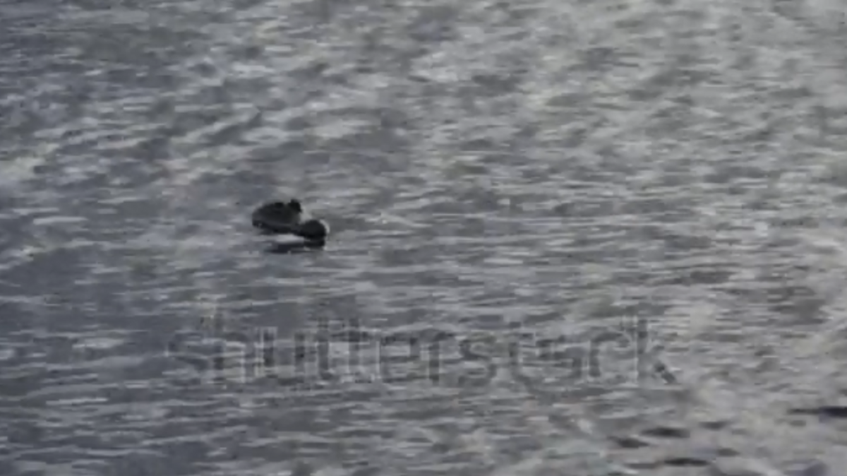 A Shutterstock video surfaced over the weekend with images identical to the viral shot posted to Facebook by Elk Grove resident Karen Keeslar last Thursday. Keeslar's post, captioned "I think an alligator is swimming in the lake in my neighborhood park,” appears to have been deleted as of Monday morning